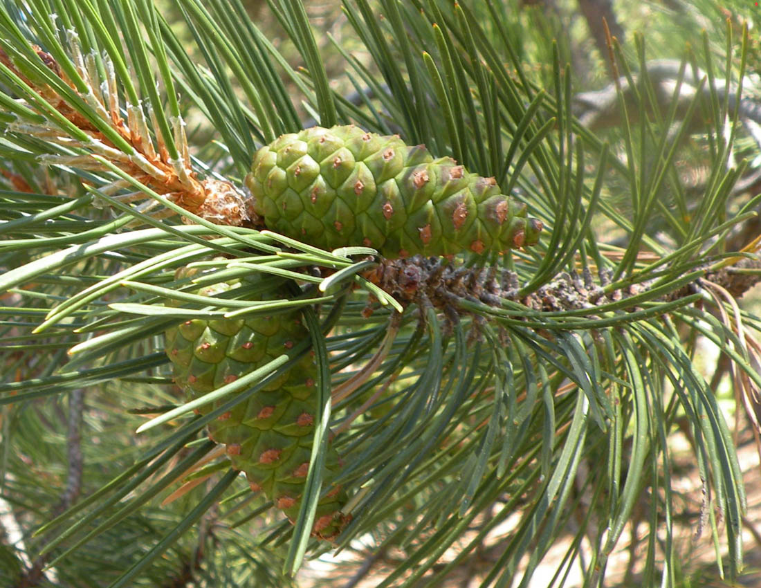 Alberi di Cipro